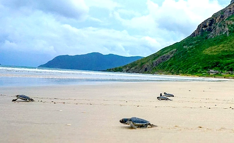 Hòn Bảy Cạnh Côn Đảo