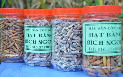 Hạt bàng Côn Đảo
