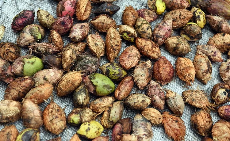 Mứt hạt Bàng Côn Đảo