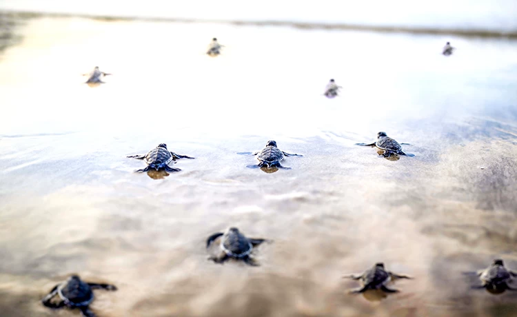 Rùa nở trên bãi biển Côn Đảo