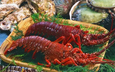 Tôm hùm đỏ - Đặc sản Côn Đảo