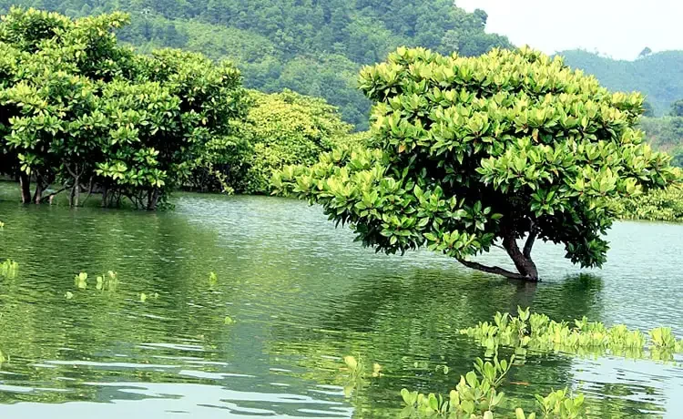 Tour du lịch Sóc Trăng - Côn Đảo 3 ngày 2 đêm thiên nhiên