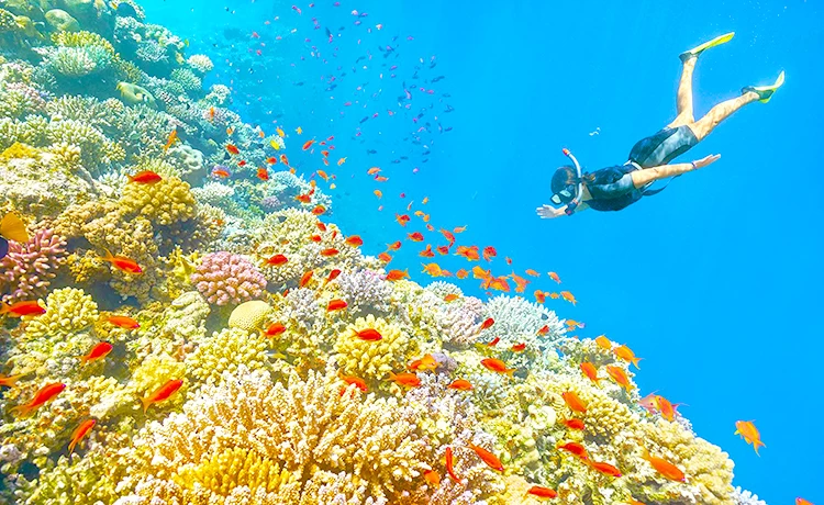 Tour du lịch Vũng Tàu - Côn Đảo 3 ngày 2 đêm thiên nhiên